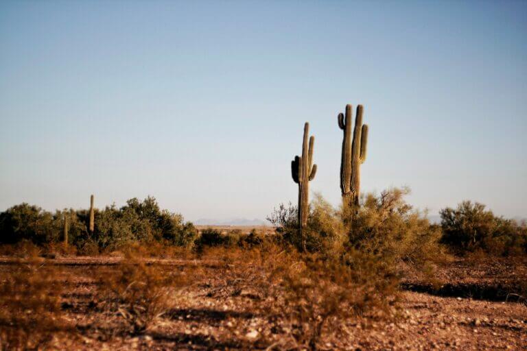 Cacti in the desert